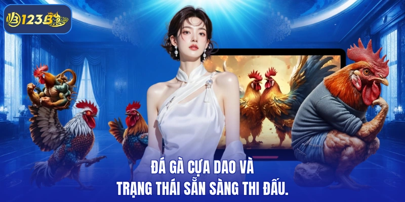 Đá gà cựa dao và trạng thái sẵn sàng thi đấu